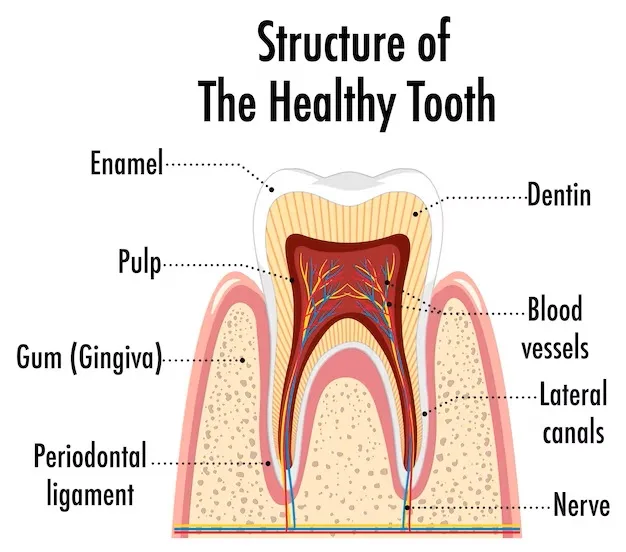 Structure of a healthy tooth